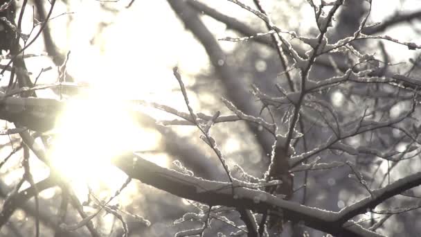 Flocos de neve entre os ramos — Vídeo de Stock