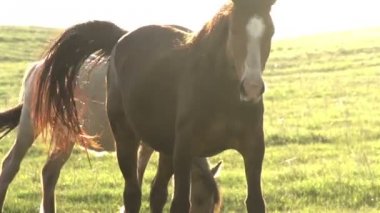 Mares parlak güneş ışığı altında.