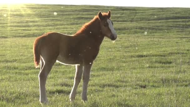 Little foal walking on the meadow — Stock Video