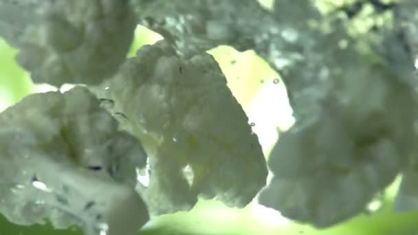 Broccoli valt in het Water — Stockvideo