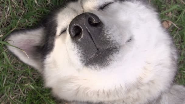 Main caressant le cou de husky — Video