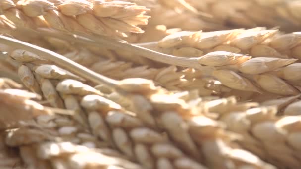 Uši pšenice a slunce. — Stock video