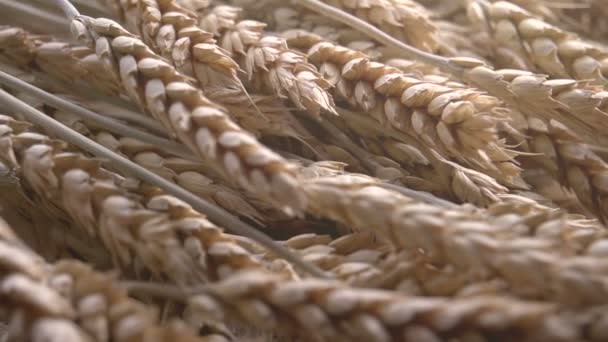 Étapes d'origine de la farine . — Video