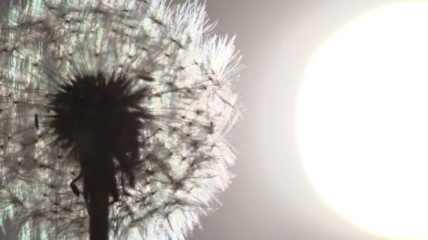 太陽のタンポポのサイズ — ストック動画