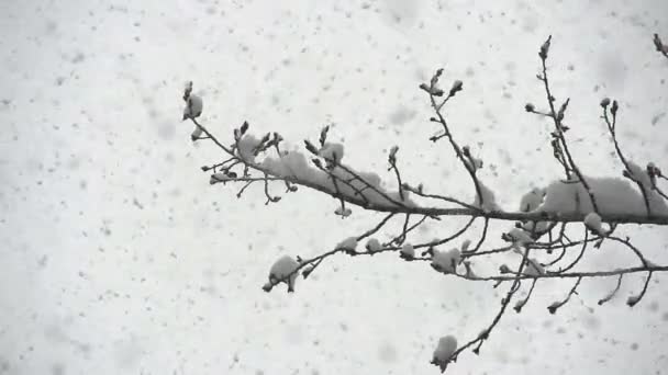 Janvier Cyclone de neige — Video