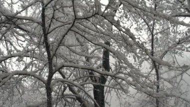 Güzel Kış Ormanı