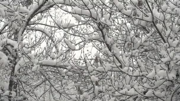 Bosque de invierno y nieve — Vídeo de stock