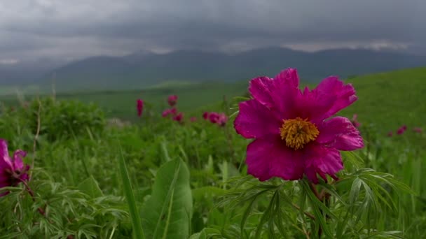 Flores Spring Foothills — Vídeo de Stock