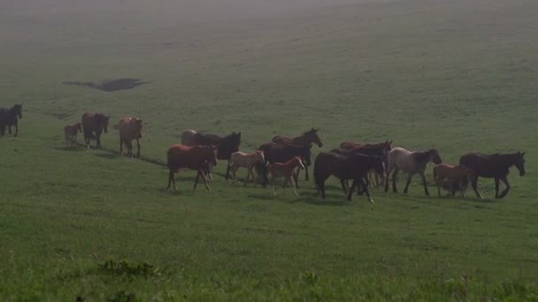Troupeau de chevaux dans la brume du matin 