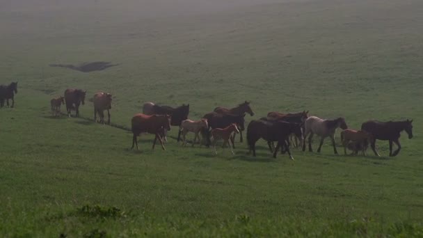 Pferdeherde im Morgennebel — Stockvideo