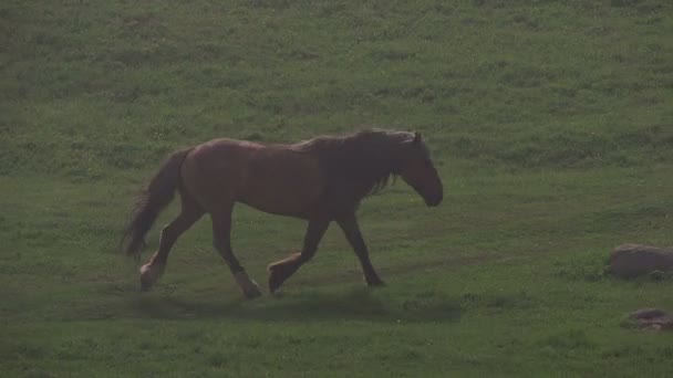 Caballo en la niebla de la mañana — Vídeos de Stock