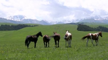 Sürüyü Grazes vahşi