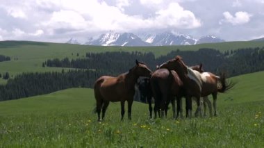Dağlık mera eteklerinde