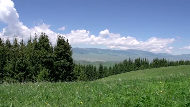 Picturesque Landscape of the Forest — Stock Video