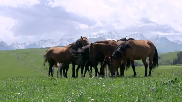 Herd in the Picturesque Foothills — Stock Video