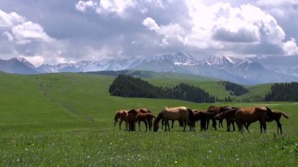 Pastos montañosos en las estribaciones — Vídeo de stock