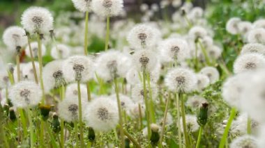Dandelions havada uçan