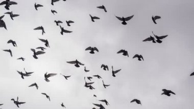 büyük Kuşlar sürüsü