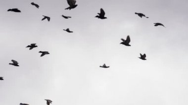 bulutlu gökyüzü kuş sürüsü