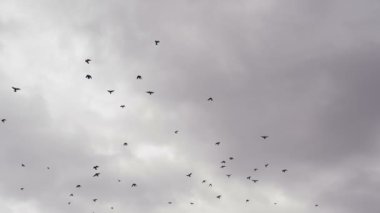 Fırtınalı gökyüzündeki kuşlar