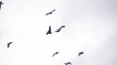 Güvercinler sürüsü çember