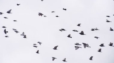 Gökyüzünde büyük güvercin Flock