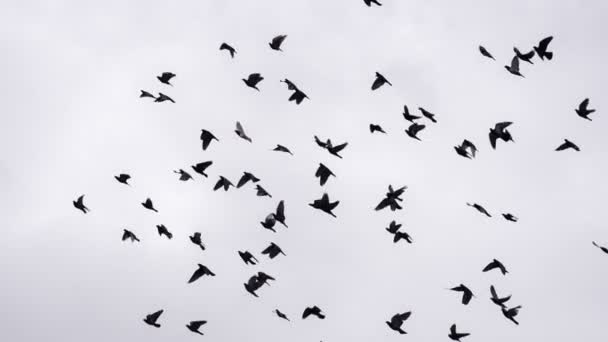 Hejno ptáků krouží na obloze — Stock video