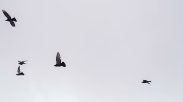 Oiseau volant en gris Sk — Video