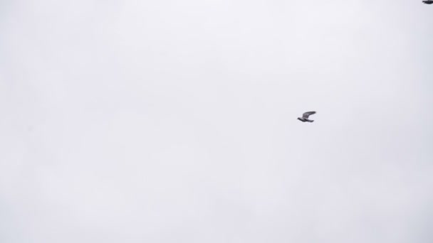 Hejno velkých holubů na obloze — Stock video