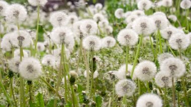 Karahindiba tohum yavaş uçuş