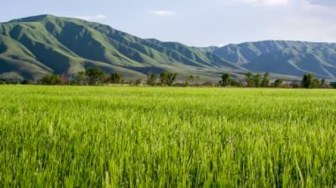 Buğday kulakları olgunlaşma