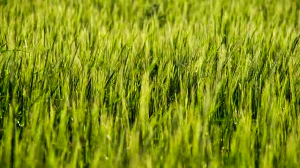 Maturazione delle orecchie di grano — Video Stock