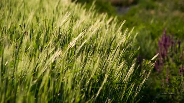 Ripening Wheat Ears — Stock Video