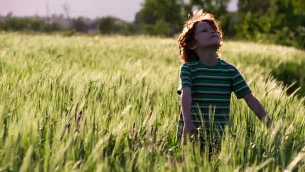 Смешной мальчик на пшеничном поле — стоковое видео