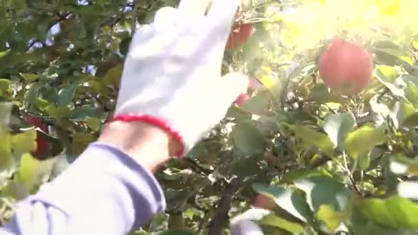 Travailleur en gants de travail cueille des pommes — Video