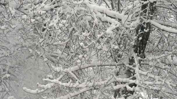 Grandes flocos de neve — Vídeo de Stock