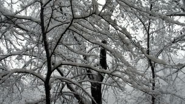 Copos grandes de nieve — Vídeo de stock