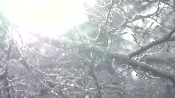 Grands flocons de neige — Video