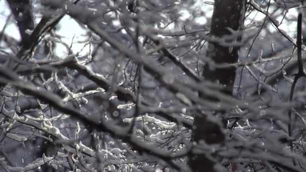 Large flakes of snow — Stock Video