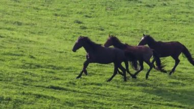 Horses at the Green Foothill