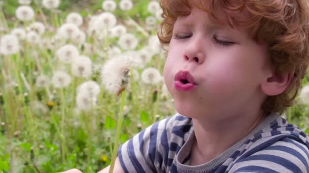 Jongen omgeven door paardebloemen — Stockvideo