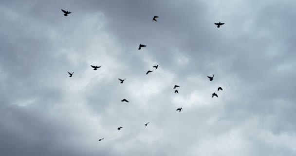 Troupeau d'oiseaux dans le ciel 