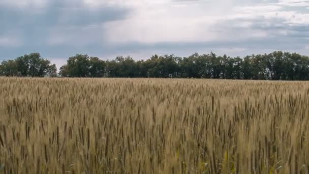 Pole pszenicy w godzinach popołudniowych — Wideo stockowe