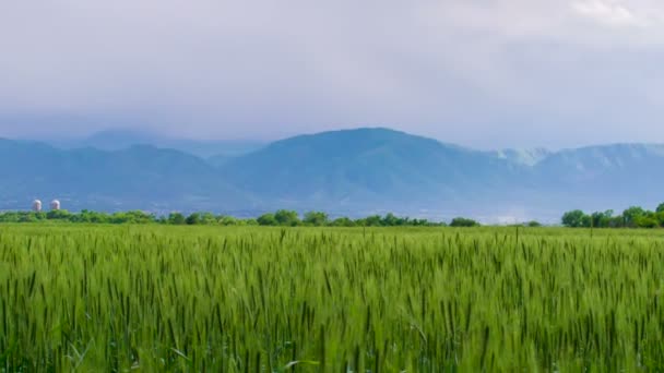 Maturazione delle orecchie di grano — Video Stock