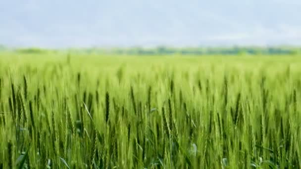 Созревание пшеничных ушей — стоковое видео