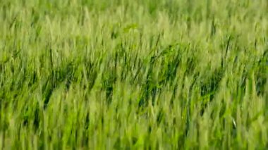 Buğday kulakları olgunlaşma