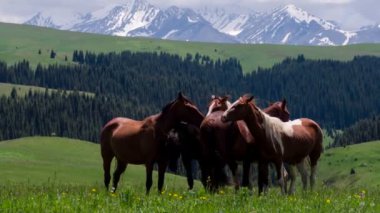 Pitoresk mera üzerinde atlar