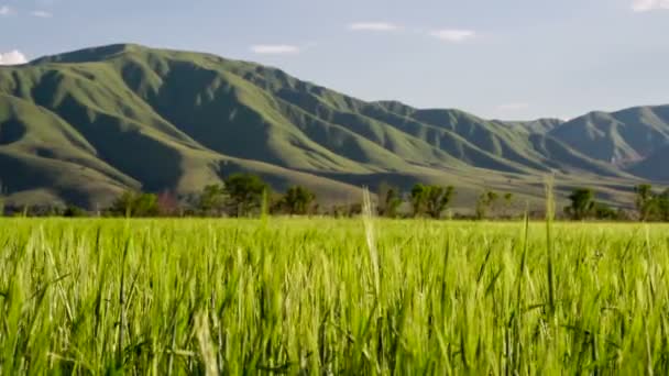 Ripening Wheat Ears — Stock Video