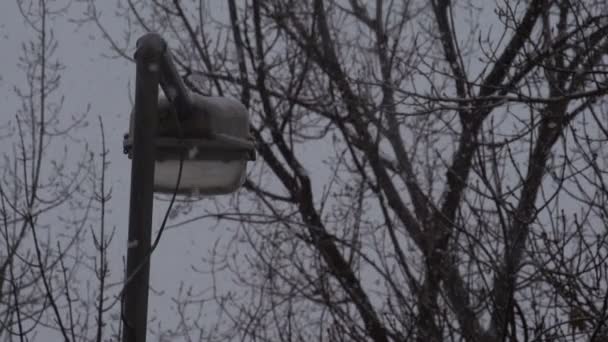 Copos de nieve cayendo lentamente — Vídeos de Stock