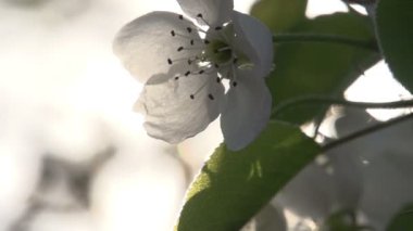 bahar çiçekleri güneş ışığı